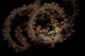   Tiny whip coral shrimp parasite  